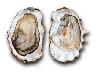 Oysters isolated on transparent background