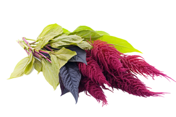 Colorful leaves of Amaranthus tricolor, an edible and ornamental plant, isolated on transparent background