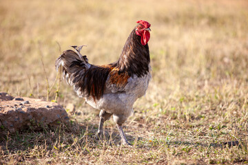 colorful rooster walking in the yard on dry grass, daytime