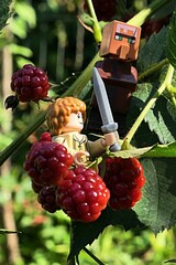 Obraz premium LEGO Lord Of The Rings figure of Samwise Gamgee together with LEGO Minecraft figure of villager checking immature red blackberries on shrub during summer season. 