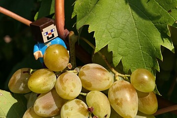 Obraz premium LEGO Minecraft figure of main hero Steve checking cluster of mature vine grapes, summer afternoon sunshine. 