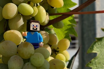 Obraz premium LEGO Minecraft figure of main hero Steve standing on cluster of mature vine grapes, summer daylight sunshine. 