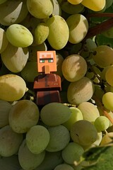 Obraz premium LEGO Minecraft figure of villager looging from cluster of grapes, sunlit by late august afternoon sunshine. 