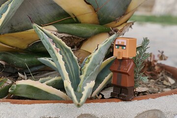 Obraz premium LEGO Minecraft figure of villager mob is adoring young Agave succulent plant, possibly stripped Agave Americana Marginata, growing in flower pot