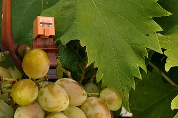 Obraz premium LEGO Minecraft figure of villager standing on bunch of grapes, sunlit by late august afternoon sunshine. 