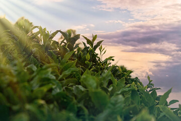 Tea plantation in the evening sun