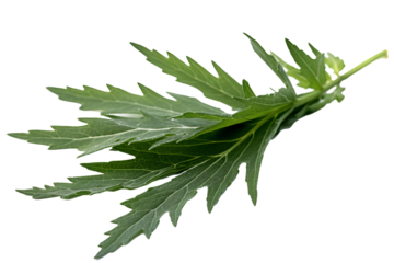 Green leaves of mugwort (Artemisia vulgaris), a medicinal and culinary herb, isolated on transparent background