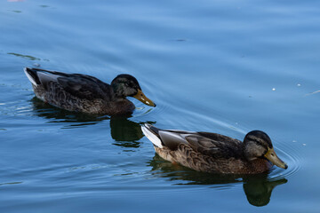 Mallard ducks gracefully glide across the serene lake, their vibrant emerald heads and iridescent...