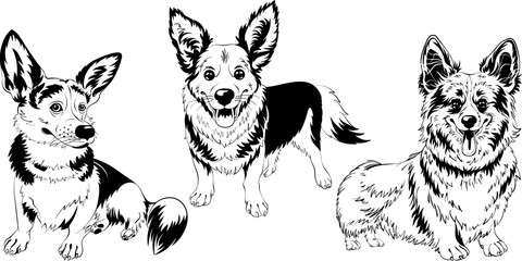 Set of Black and white sketches of dog Welsh corgi breed smiling