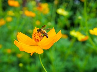 bee on flower