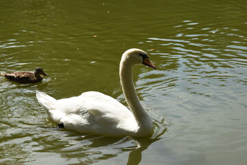 Swan