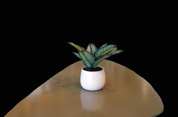 Indoor plant in a white pot on a table against a black background