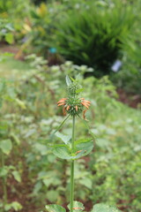 Leonotis nepetifolia flower in garden, Sri Lanka, Maha yakuwanassa, Lion's ear