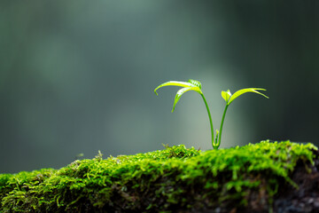Environment, save clean planet, ecology concept.World Earth Day. Young green plant growing at sunlight. World environment day.