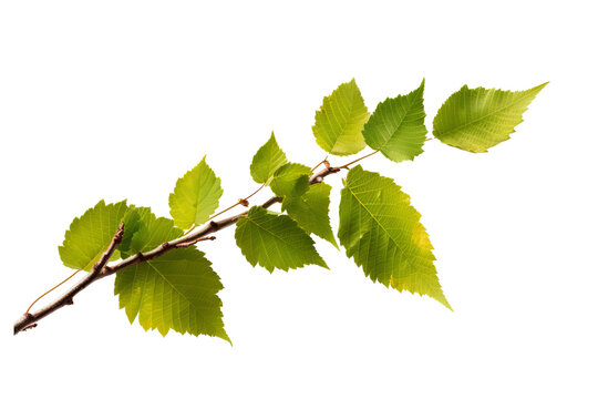 Birch leaf isolated on transparent background - high quality PNG of green foliage from deciduous tree