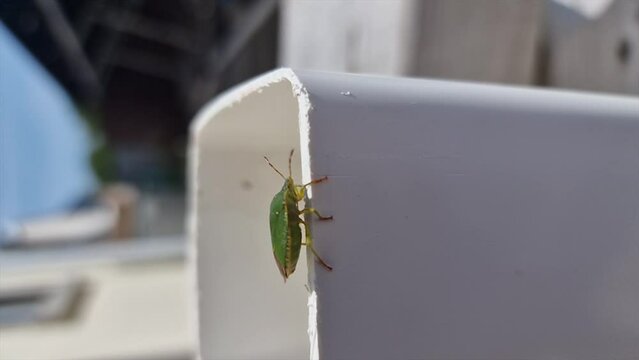 A Common Green Shieldbug on a plastic pipe, Palomena prasina