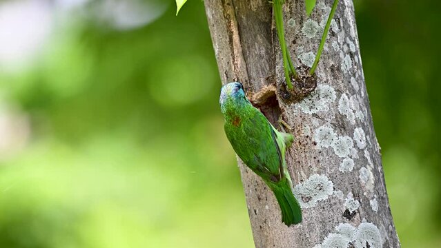 Taiwan barbet preparing the nest, male bird, Taiwan, Asia, Endemic bird,