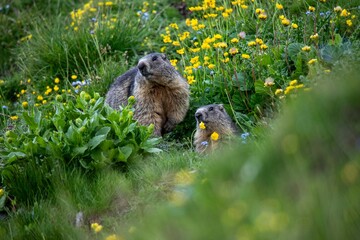 coppia di marmotte tra i fiori
