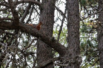 scoiattolo rosso tra rami di pino
