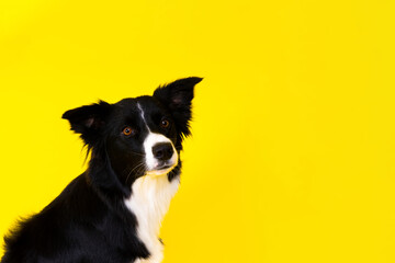 Close-up of Border Collie, 1.5 years old, looking at camera against red and yellow background