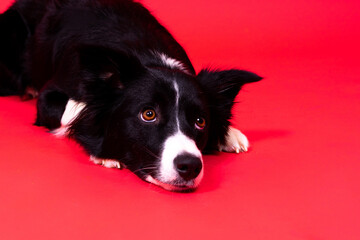 Close-up of Border Collie, 1.5 years old, looking at camera against red and yellow background