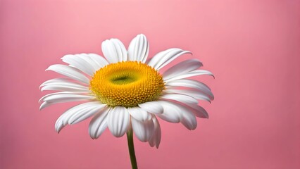 マーガレットの花