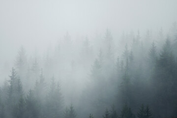 Forest in the morning mist on mountain. Autumn scene.