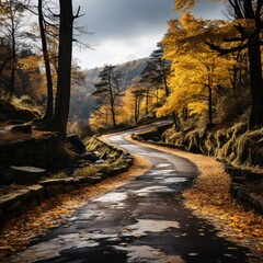 Road and trees in autumn