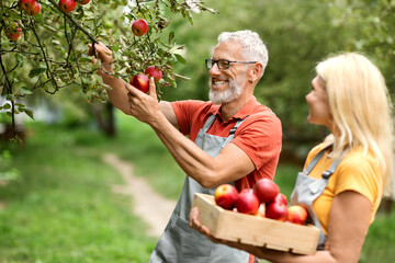 Portrait of happy senior couple harvesting apples in orchard