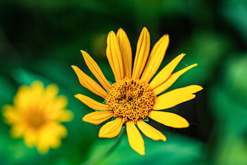 yellow flower