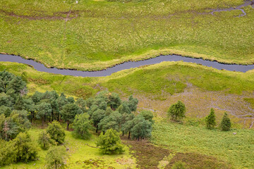 Small river, bog and forest in Wicklow mountain