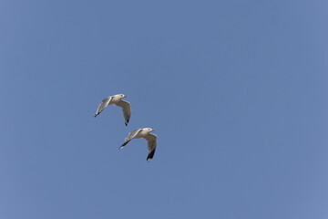 Larus canus Common gull in Normady, France