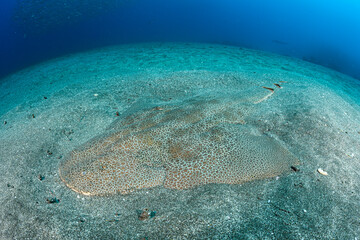 Japanese Angelshark Swimming Underwater in Chiba, Japan