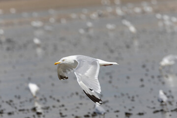 Herring Gull Larus argentatus in close view on Normandy coasts