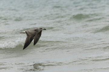 Herring Gull Larus argentatus in close view on Normandy coasts