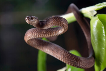 Naklejka na ściany i meble Close-up photo of a Keeled slug snake 