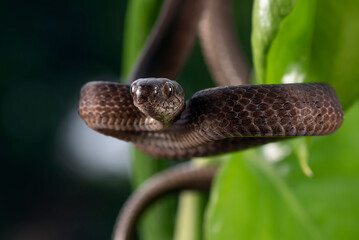 Close-up photo of a Keeled slug snake 