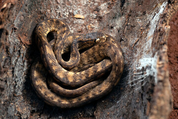 Fototapeta na wymiar Close-up photo of a Keeled slug snake 