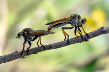 Robber fly (Holcocephala fusca) on a tree branch