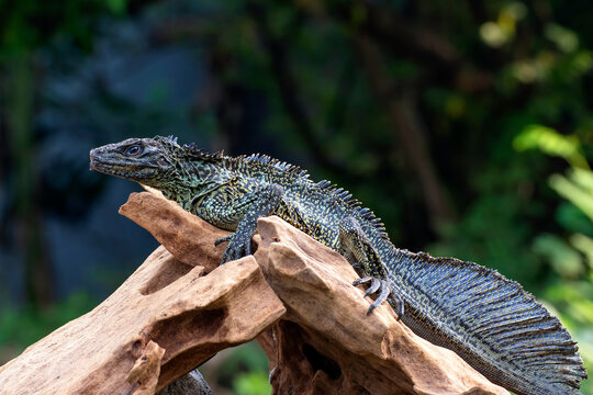 Hydrosaurus weberi on a tree branch