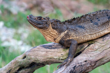 Close up head of a Sulawesi sailfin lizard