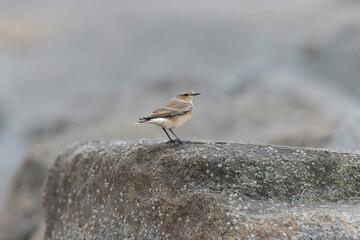 European Wheatear Oenanthe oenanthe from Cotentin, France