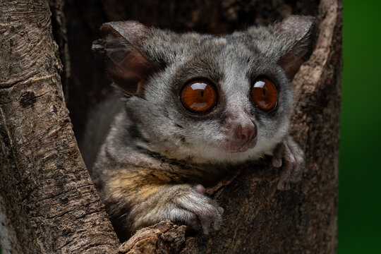 Galago Bush Baby