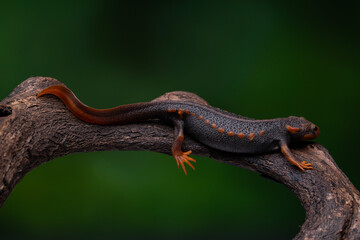 Crocodile Newt Amphibian