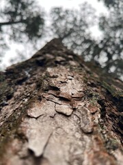 Weathered tree in the forest