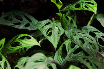 Monstera adansonii plant in the garden