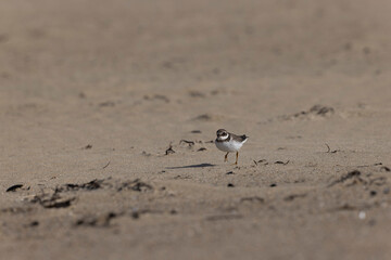 Common ringed Plover Charadrius hiaticula on a sandy beach in Normandy
