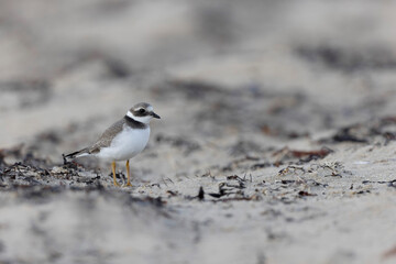 Common ringed Plover Charadrius hiaticula on a sandy beach in Normandy