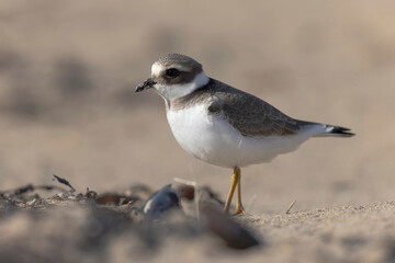 Common ringed Plover Charadrius hiaticula on a sandy beach in Normandy