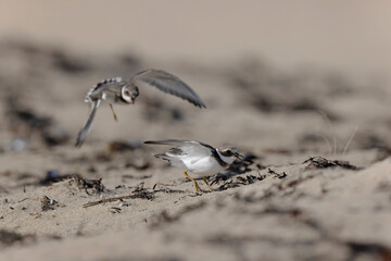 Common ringed Plover Charadrius hiaticula on a sandy beach in Normandy
